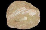 Fossil Plesiosaur (Zarafasaura) Tooth - Morocco #121759-1